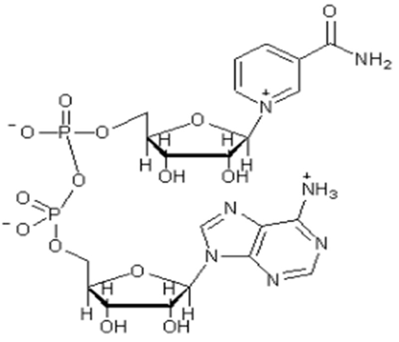 β-Nicotinamide-adenine Dinucleotiede（NAD）CAS53-84-9